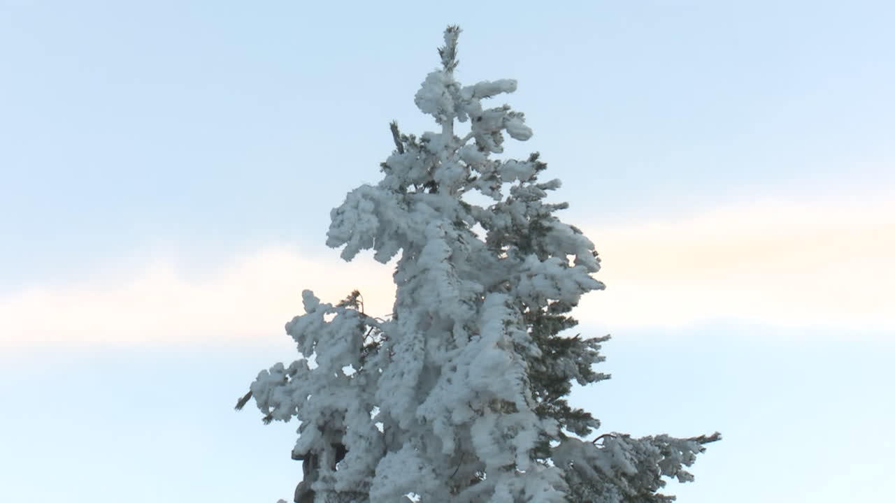 Snowy Pine Tree