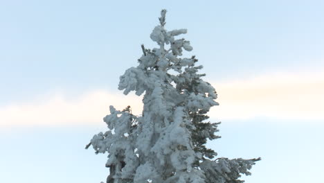 snowy pine tree