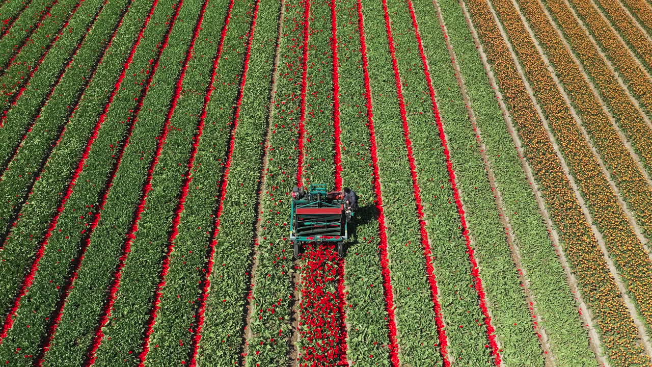 vista aérea de drones maquinaria agrícola trabajando en coloridos campos de tulipanes corta flores mejor maduración bulbos, los países bajos