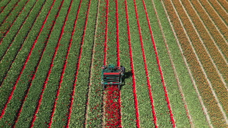 Luftdrohnenansicht,-Landwirtschaftliche-Maschinen,-Die-In-Bunten-Tulpenfeldern-Arbeiten,-Schneiden-Blumen-Besser-Reifende-Zwiebeln,-Die-Niederlande