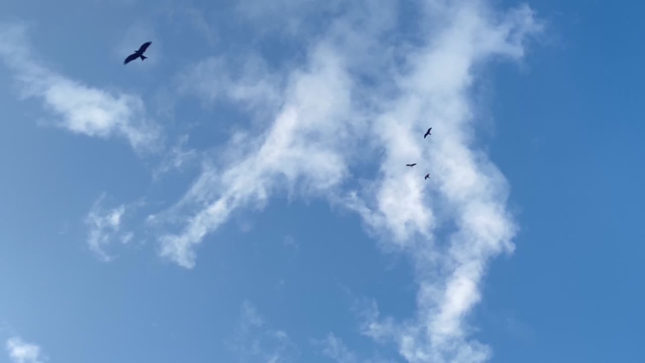 Birds flying on a partly cloudy sky