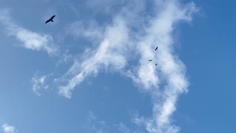 Pájaros-Volando-En-Un-Cielo-Parcialmente-Nublado