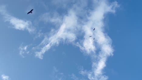 pájaros volando en un cielo parcialmente nublado