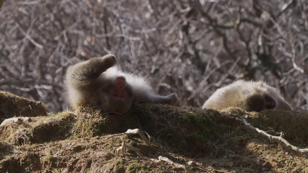 Macaco delle nevi selvatico sdraiato sulla schiena, semidormiente a terra in posizione immobile in una soleggiata giornata invernale con alberi sullo sfondo