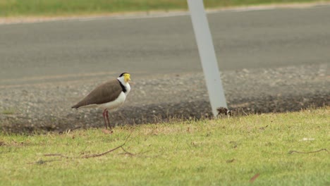 Masked-Lapwing-Plover-ANd-Baby-Chick-Standing-Next-To-Road-Pecking-Grass