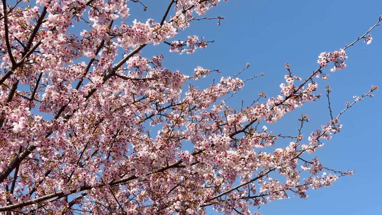 Inquadratura fissa di rami di sakura in fiore che ondeggiano dolcemente contro un cielo primaverile di un blu brillante.