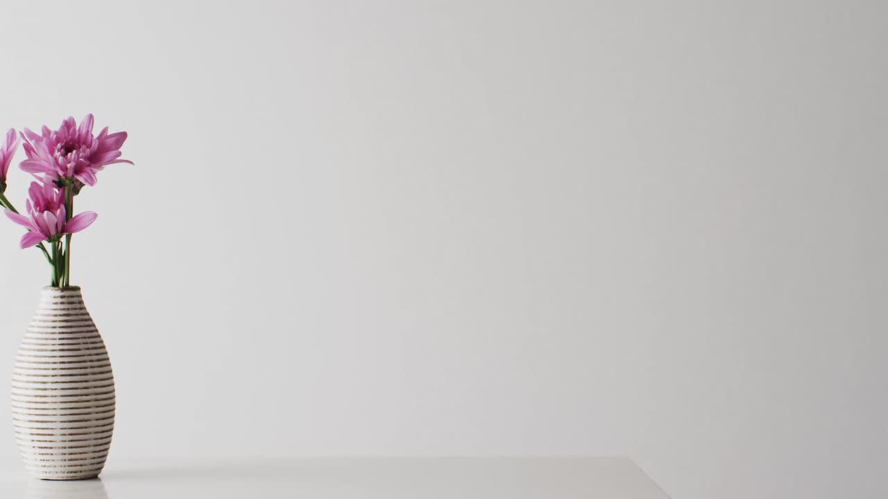 video de flores rosadas en un jarrón blanco con espacio de copia sobre un fondo blanco