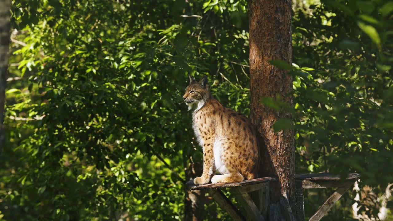 lynx se sienta en una plataforma en el tronco sobre el suelo, observando el medio ambiente