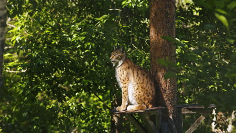 Lynx-Se-Sienta-En-Una-Plataforma-En-El-Tronco-Sobre-El-Suelo,-Observando-El-Medio-Ambiente