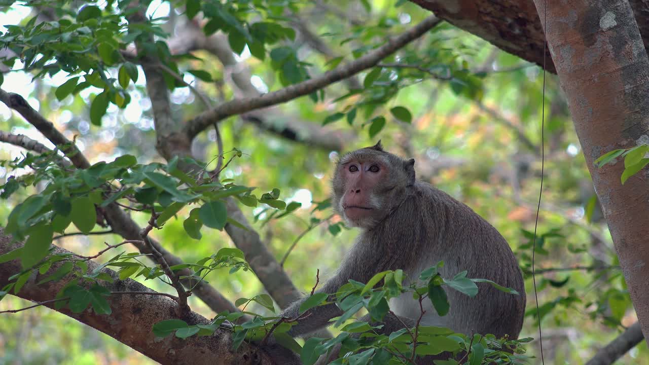 una toma cercana de un mono macaco colgando en un árbol en la jungla
