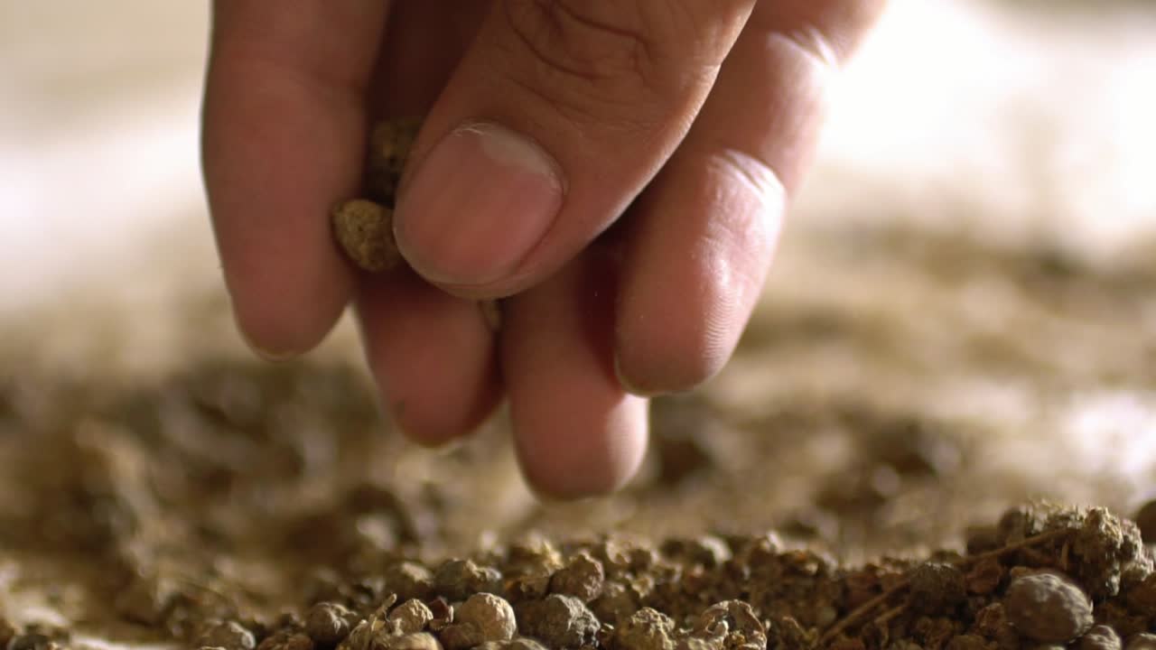 유기적 인 섬유 염료 와 약초 의제 를 위한 가루 로 가공 되고 있는 마더 뿌리 의 근접 사진