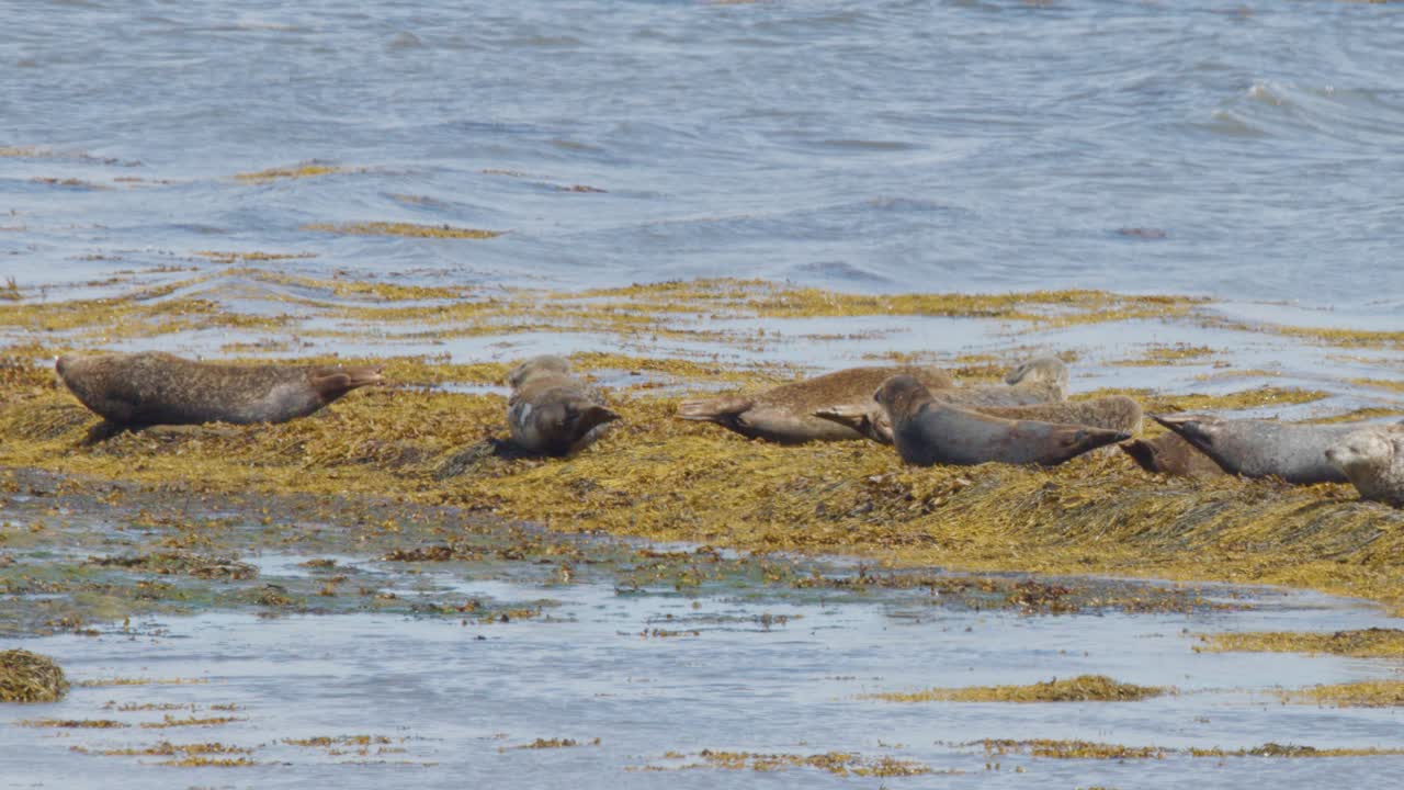 Several harbor seals lie on a kelp-covered shore beside calm coastal waters under natural daylight, with minimal movement and a tranquil atmosphere