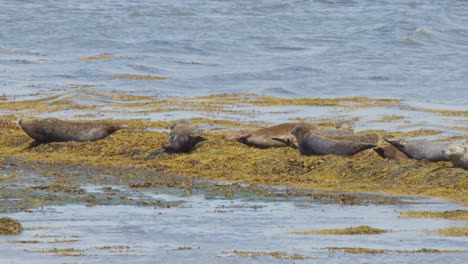 Several harbor seals lie on a kelp-covered shore beside calm coastal waters under natural daylight, with minimal movement and a tranquil atmosphere