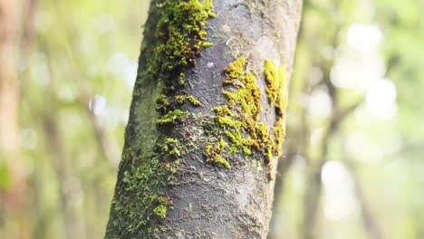primer plano del tronco del árbol cubierto de musgo