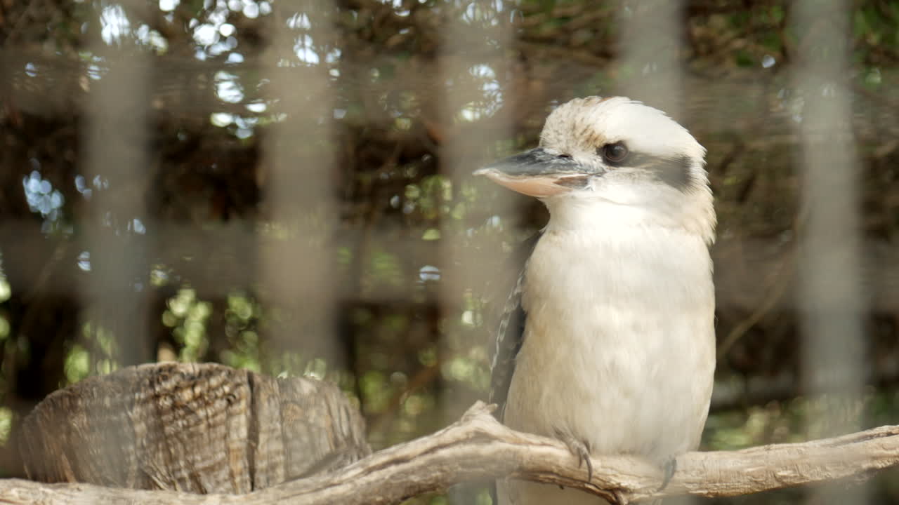 kookaburra australiano nativo dentro de un santuario de vida silvestre