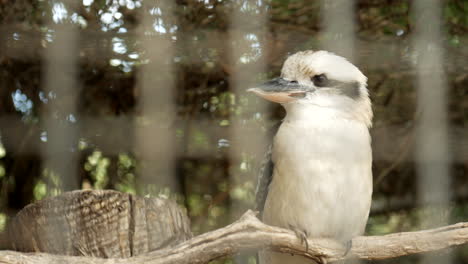 Kookaburra-Australiano-Nativo-Dentro-De-Un-Santuario-De-Vida-Silvestre