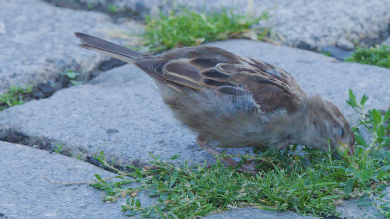 A finch searches for food and eats seeds among grass growing between stone pavement blocks in natural daylight with a steady camera angle