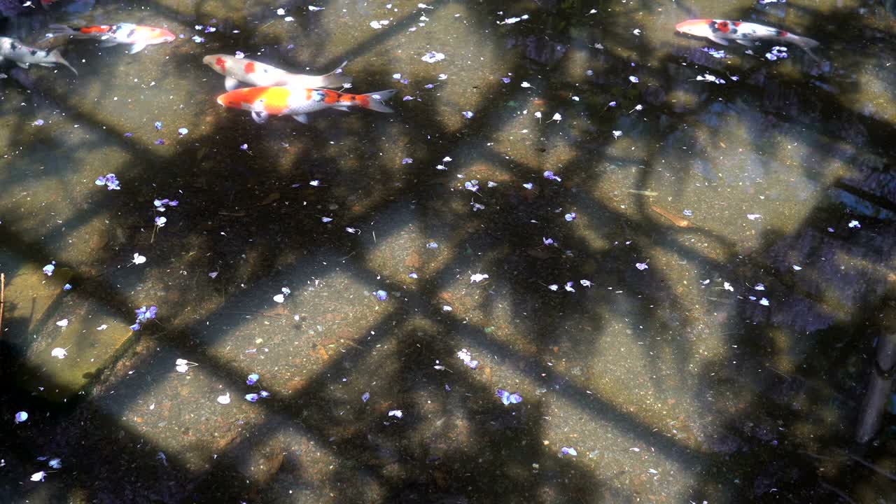 아름다운 큰 카프