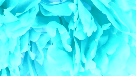 peonía fondo azul abstracto. extremo de primer plano. vista lateral. movimiento en bucle. rotación 360.
