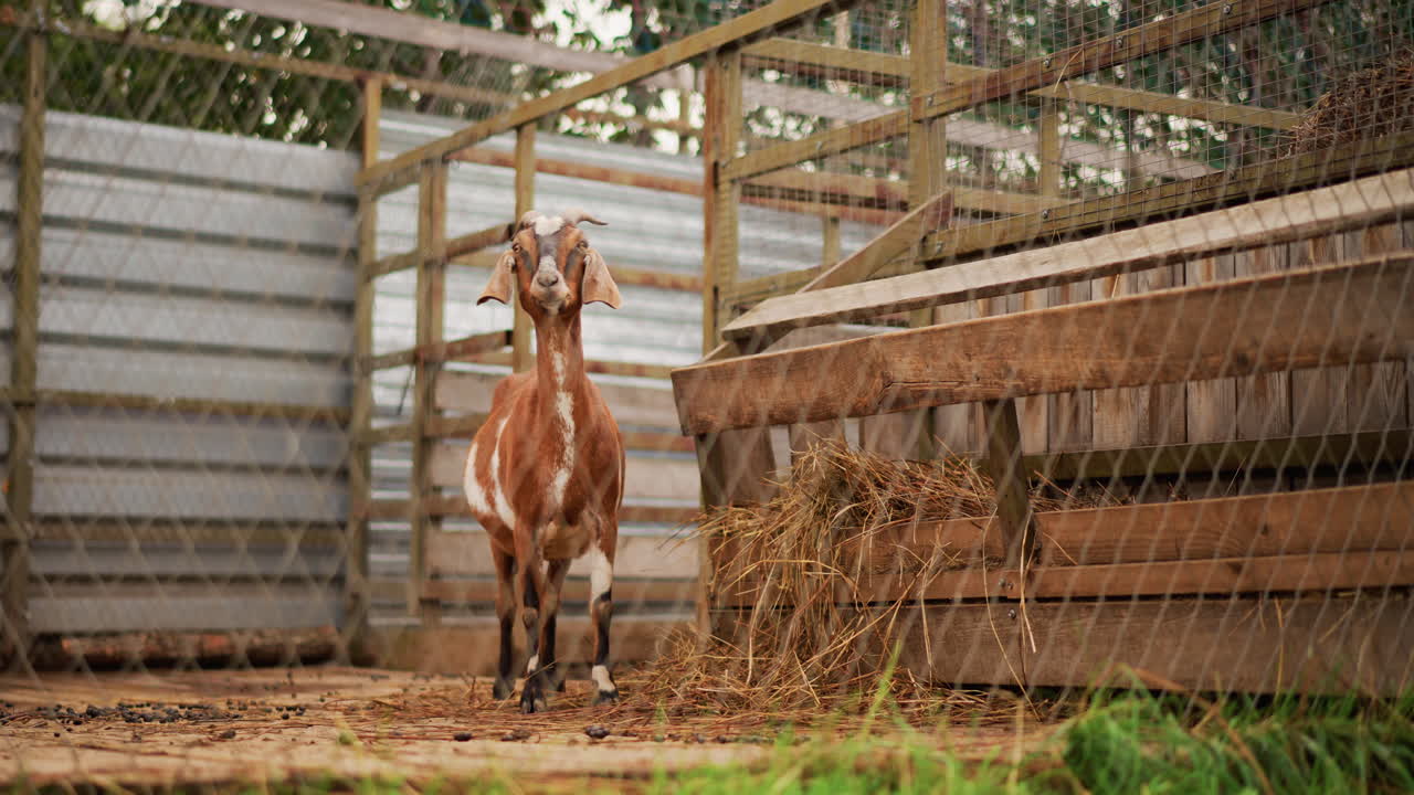 cavalo castanho na entrada de um celeiro de madeira, cavalo curioso avança em um cercado, feno se espalhando do cocho ao lado do abrigo de madeira desgastada, terra úmida sob os pés, luz suave do sol da manhã filtrando
