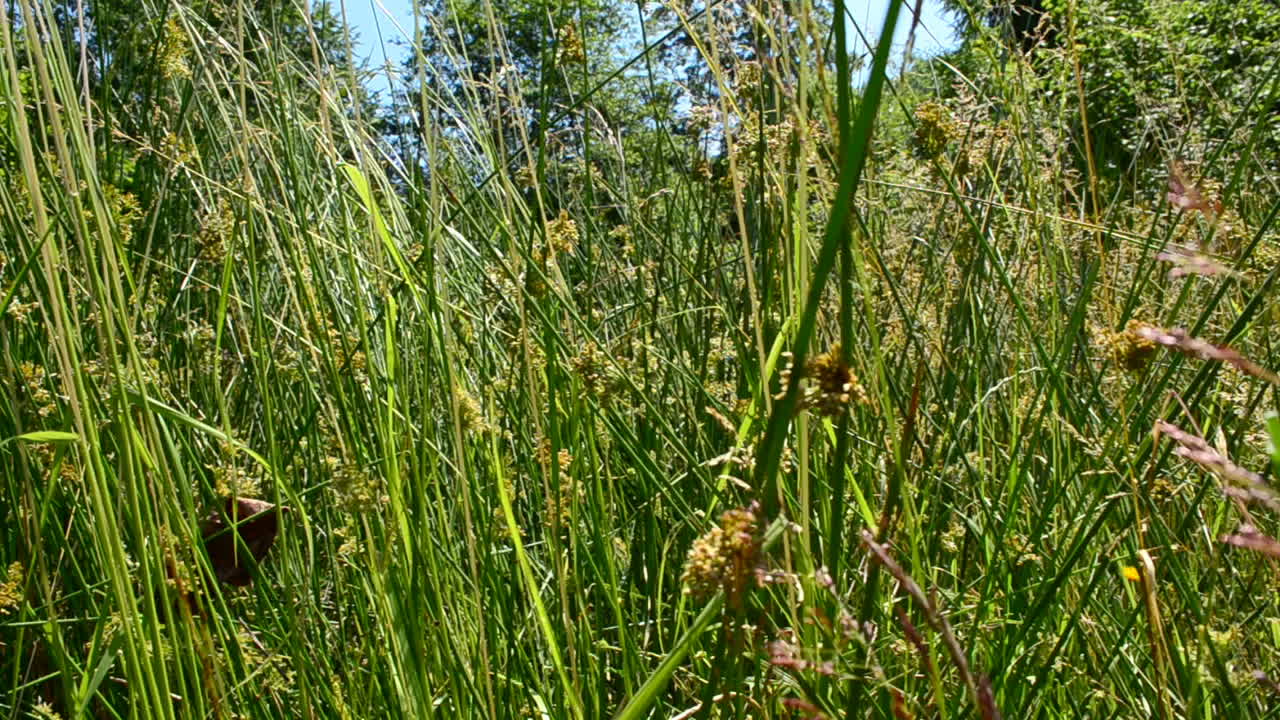 Natura selvaggia. Fiori selvatici in montagna