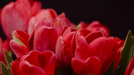 Dew-Drops-On-Fresh-Tulips-On-Black-Background-1