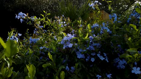 dolly hacia un arbusto floreciente con flores azules en el jardín mediterráneo