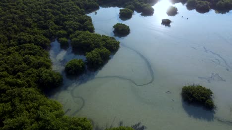 Agua-De-Lago-Poco-Profunda-Con-Reflejo-Solar-Rodeada-De-Un-Denso-Paisaje-Forestal,-Toma-Aérea-Ascendente