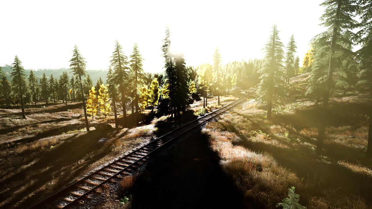 숲 속 의 빛 을 받은 철도 트랙