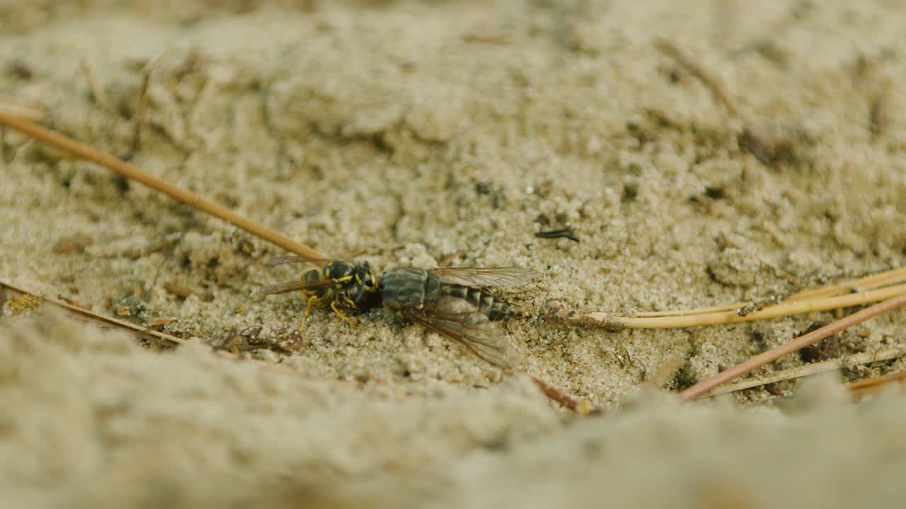 Wasp, on ground, removing head of another insect