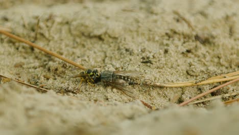 Wespe,-Auf-Dem-Boden,-Entfernt-Den-Kopf-Eines-Anderen-Insekts