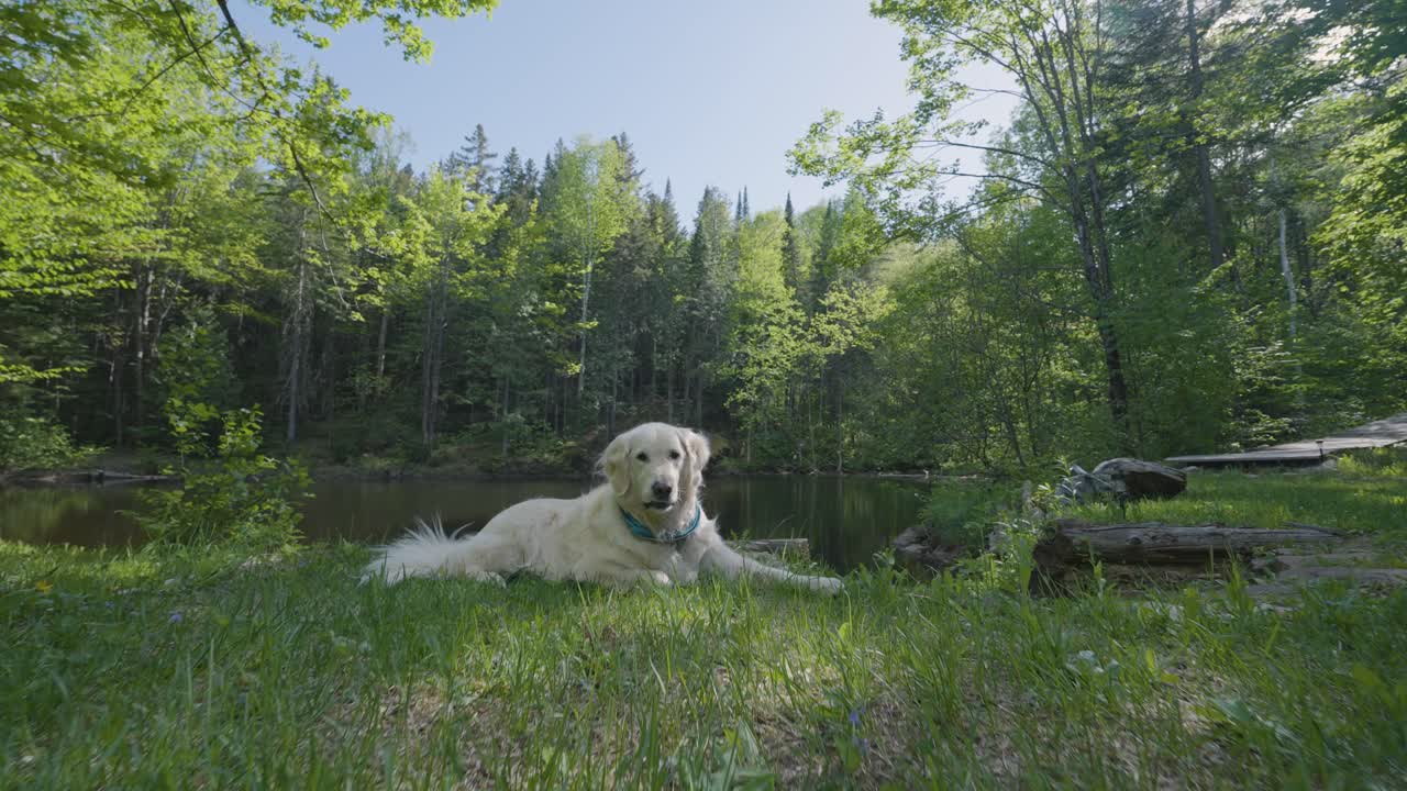 Dog sitting by lake near forest