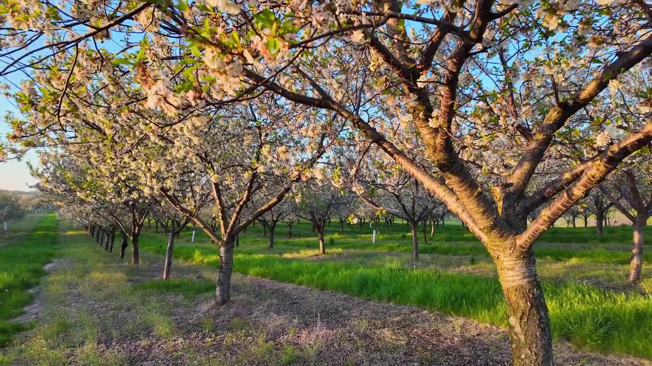 File di ciliegi in fiore all'alba a Traverse City, nel Michigan settentrionale, USA.