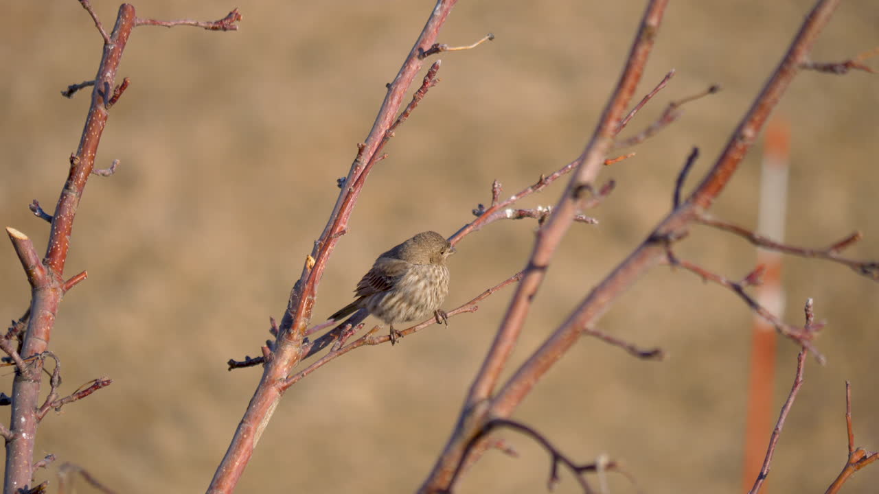 pinzón hembra adulta encaramada en un árbol cantando y comiendo una semilla - estática aislada