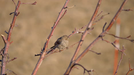 adult female house finch perched in a tree singing and eating a seed - static isolated