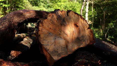 sección de árboles cortados - bosque caído 13