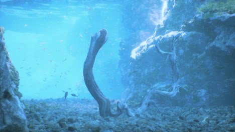 an underwater scene with driftwood and fish