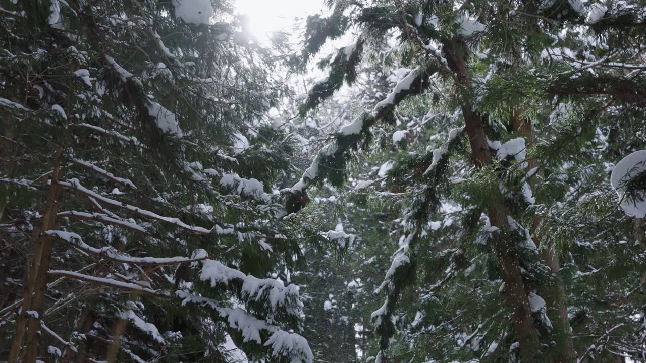 일본 알프스의 소나무 숲에서 눈이 내리고 있습니다.