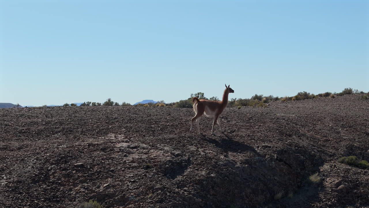 Guanaco on Mountain Slope in Andean Patagonia, Argentina. Nature and Wildlife conservation.
