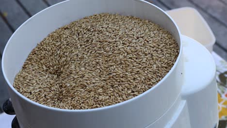 whole wheat kernels are ground with a small electrical flour mill