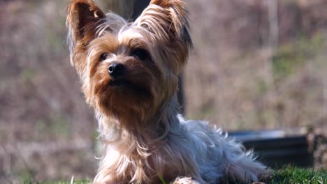 niedliche yorkshire-terrier-hündin, die draußen auf gras sitzt, flacher fokus