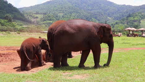 elephants rubbing against concrete pillars in a field