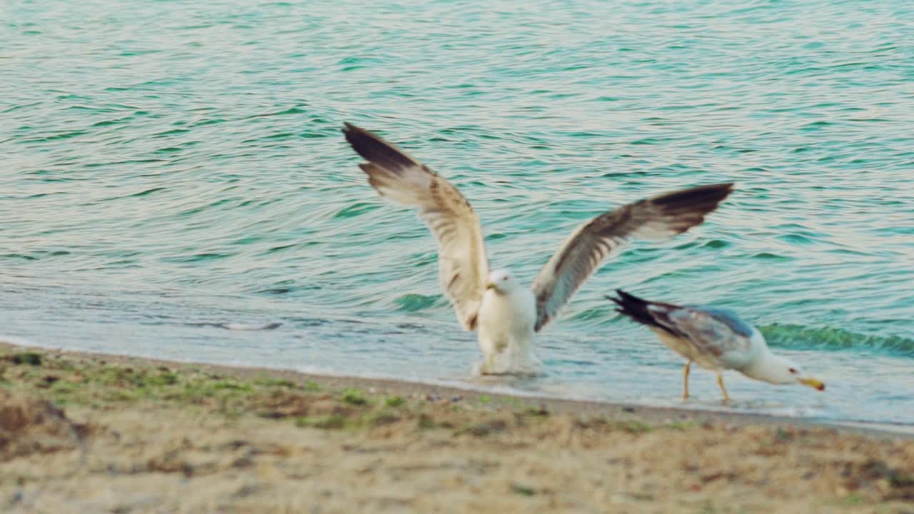 seagull arrives to shore of sea on the background of pier and people. Gull is walking with others seagulls in the sand in the summer. Slow motion