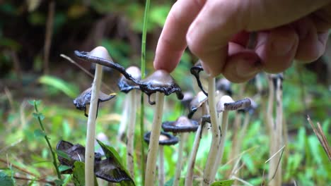 Inky-Cap-Mushroom