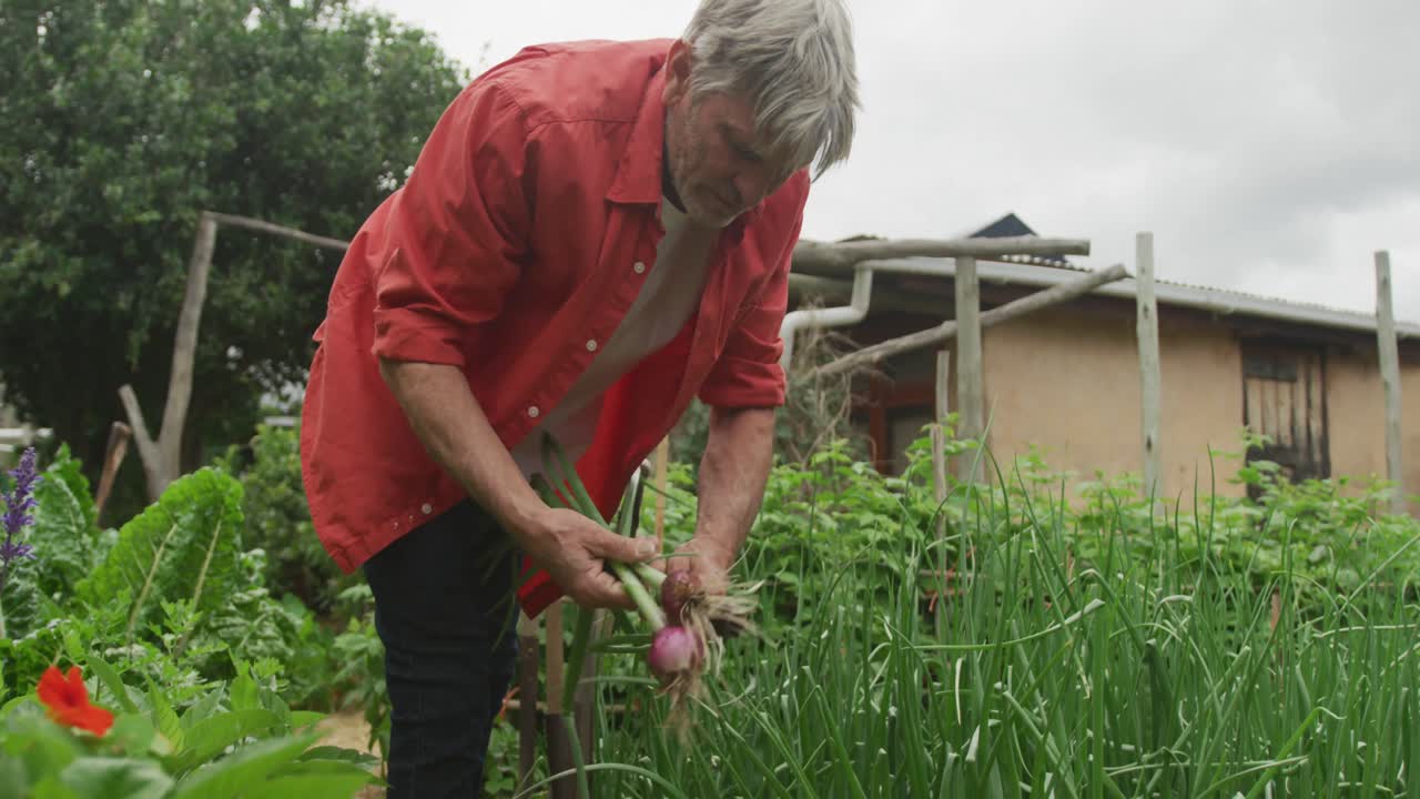 고위 백인 남성이 수확하고 정원에서 혼자 일하고 있습니다.