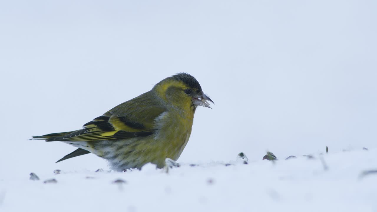 해바라기 씨를 먹는 겨울 새 모이통의 유라시아 검은콩