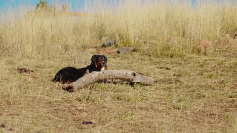 Australischer-Schäferhund,-Der-Das-Vieh-Auf-Einer-Weide-Beobachtet