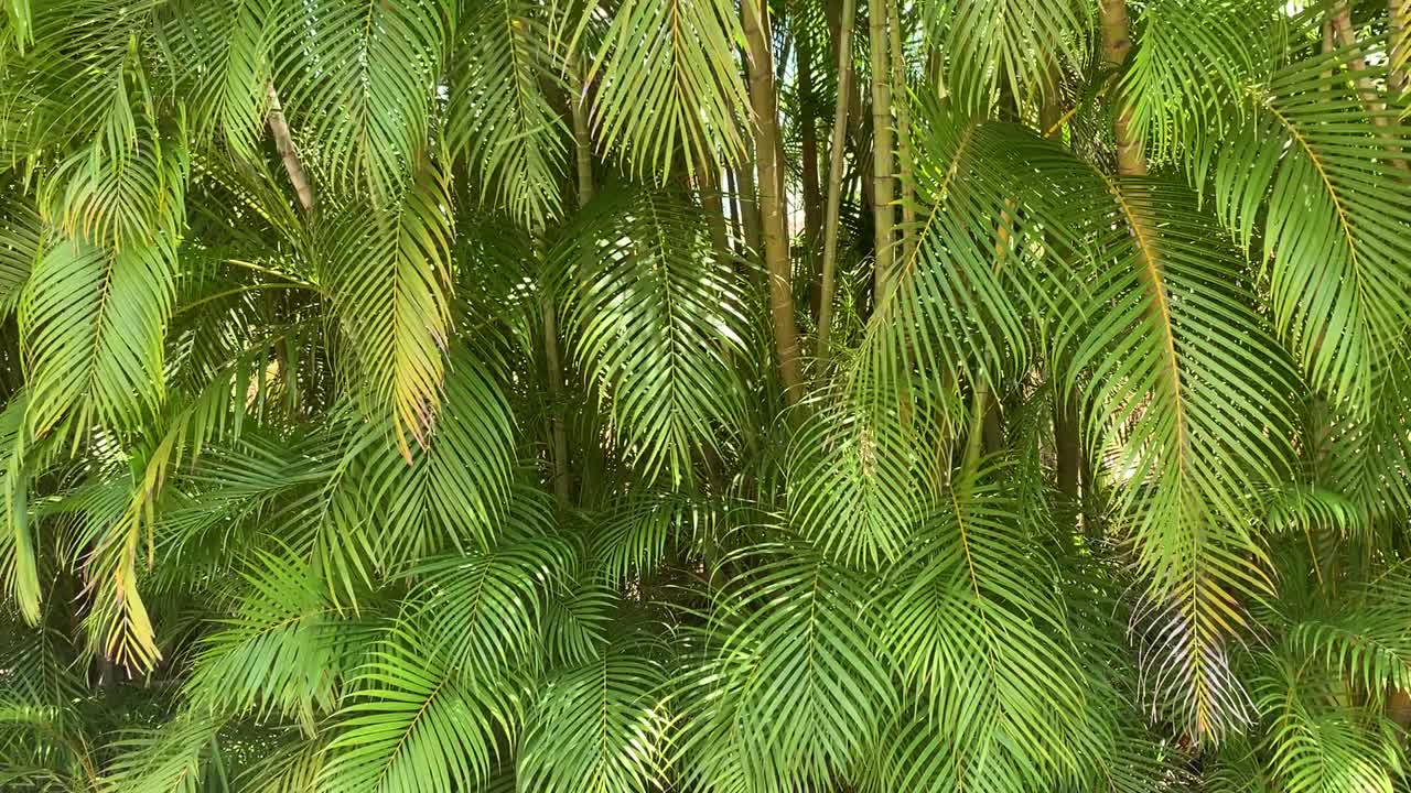 fondo de hojas de palma tropical con diferentes tonos de verde