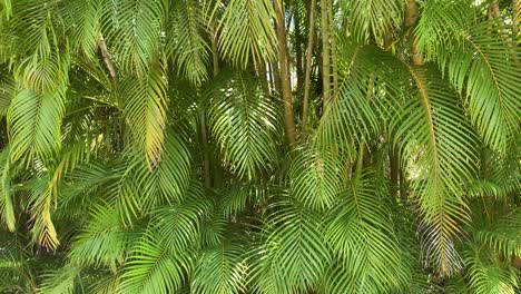 Tropischer-Palmblatthintergrund-Mit-Verschiedenen-Grüntönen