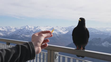 Mountain bird considering to take easy way and eat  junk food instead of searching nature